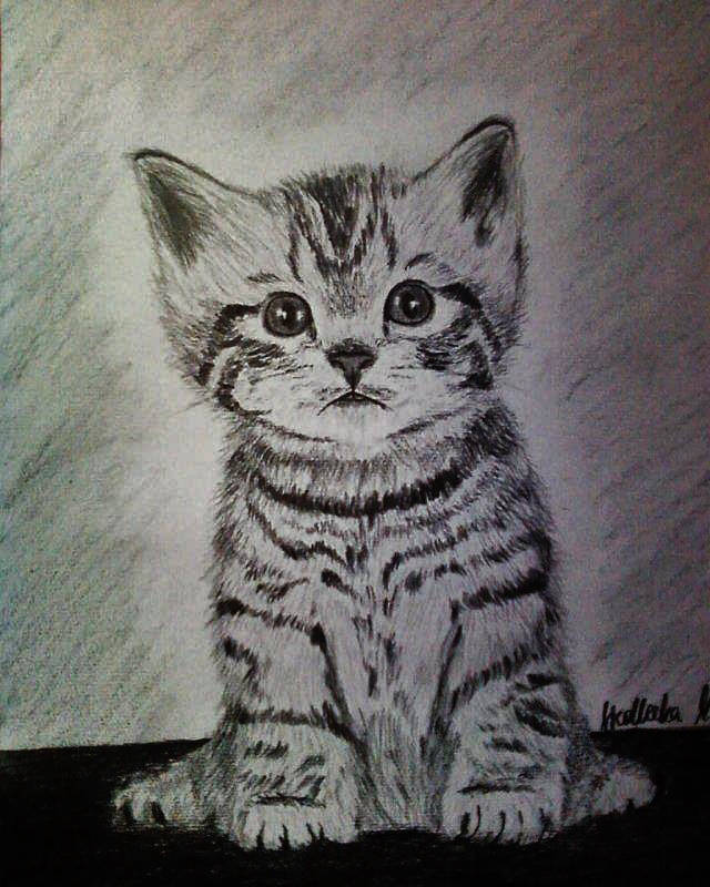 Kot